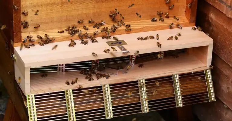 Bees swarm around an open wooden beehive, illustrating a wildlife situation and humane handling.