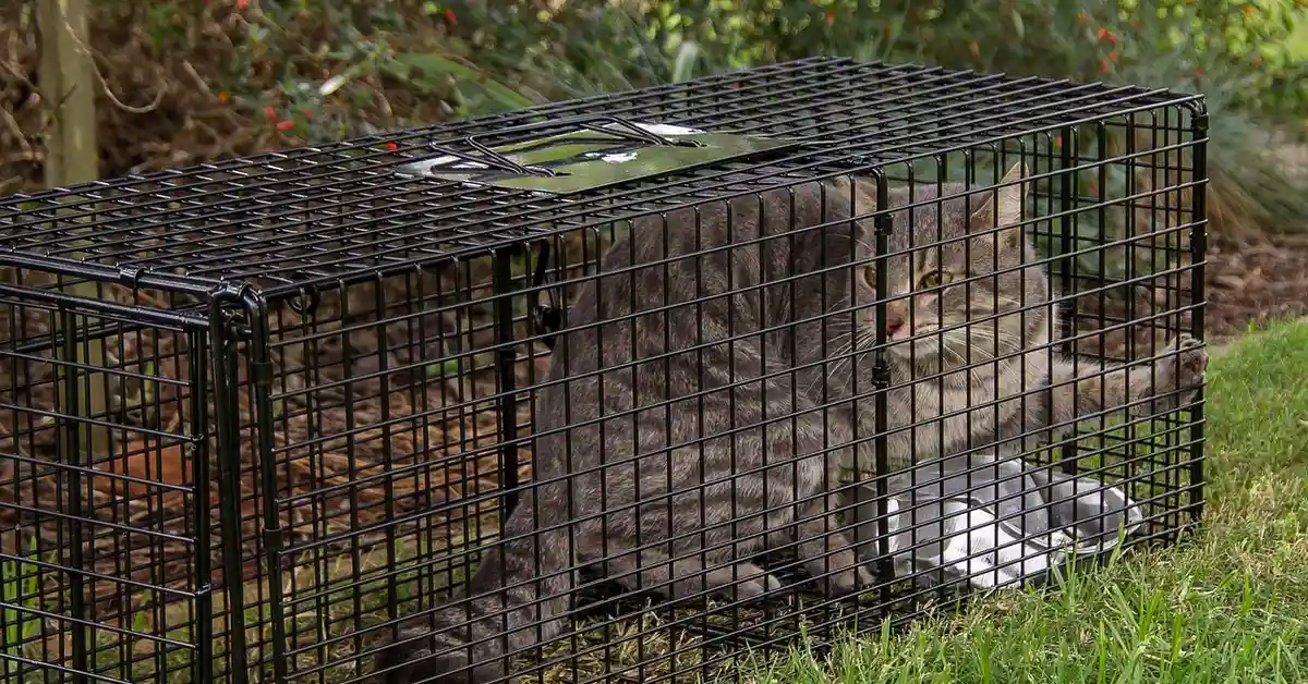 A gray wild mammal inside a large metal humane live-trap placed on a grassy yard