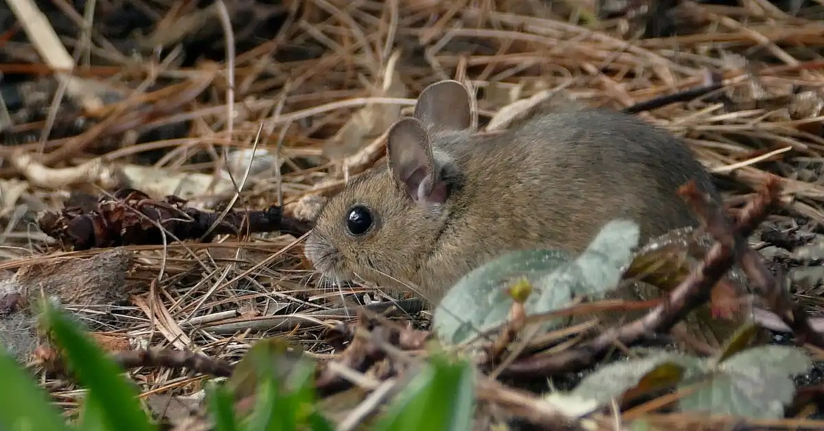 A small brown mouse crouched among pine needles and dried leaves in a natural outdoor setting.