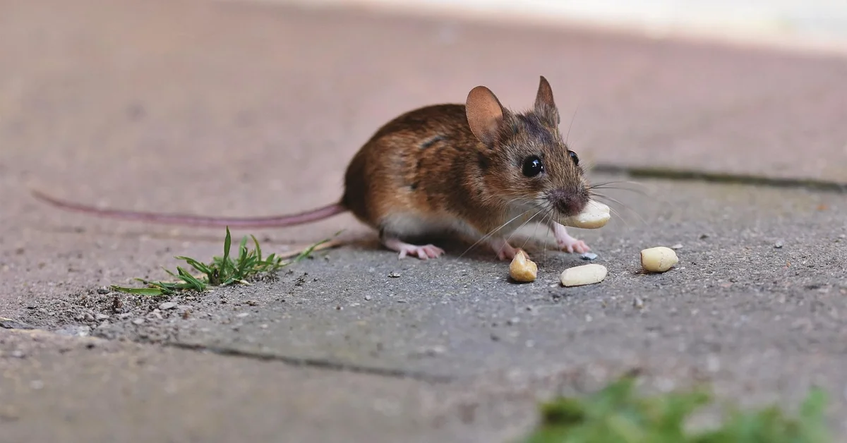 Small brown mouse on a concrete surface nibbling a peanut.