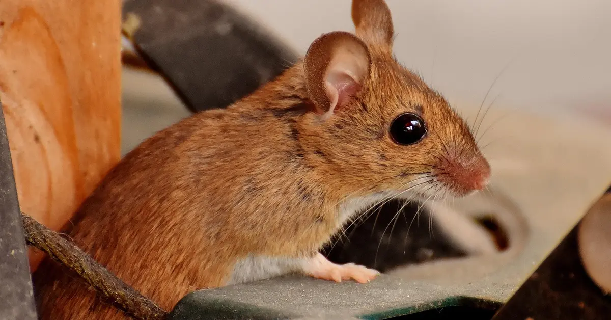 Close-up of a small brown mouse with dark eyes, perched on a desk surface indoors.