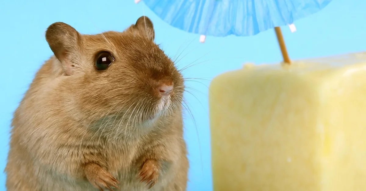 A close-up of a mouse against a colorful background.