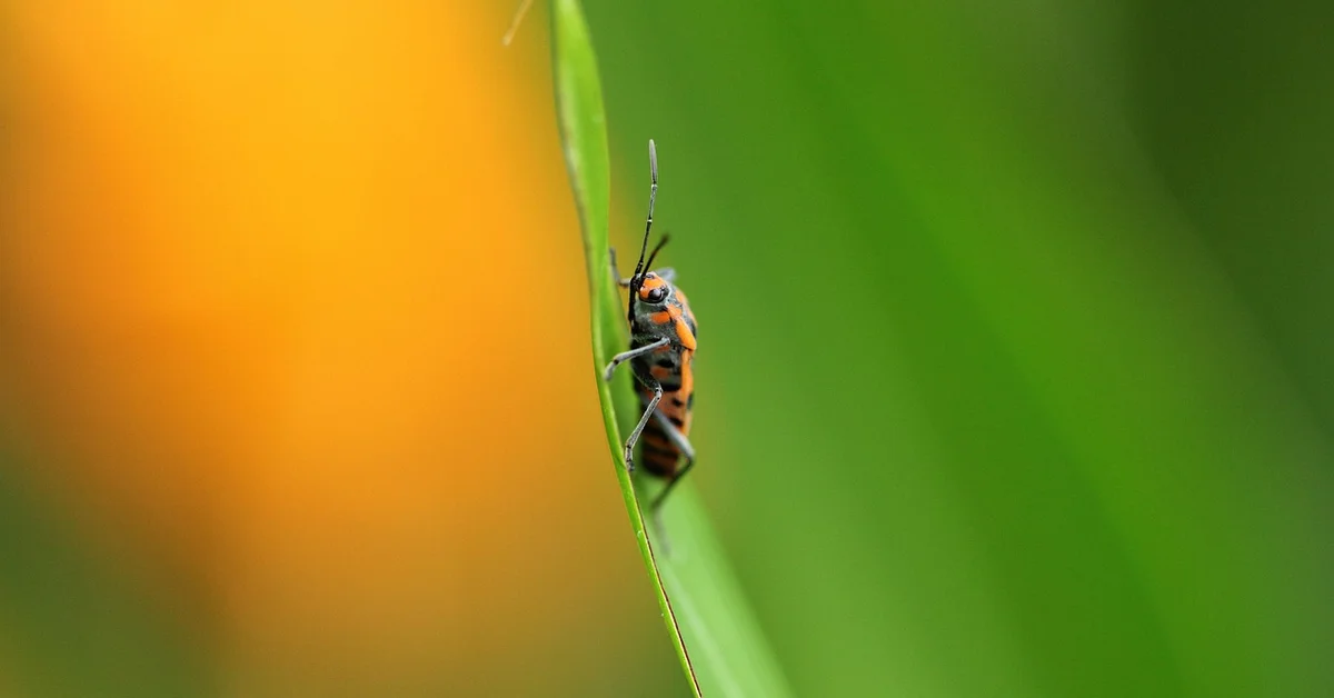 Close-up of a small orange-and-black insect clinging to a green leaf.