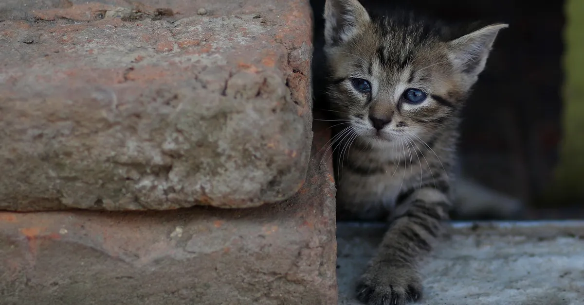 A young tabby kitten peeks from behind a weathered brick wall, blue eyes curious and wary.