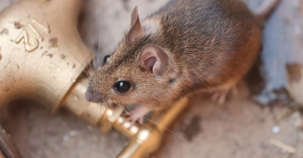 Close-up of a small brown mouse on a dusty floor beside a ceramic object, looking alert.