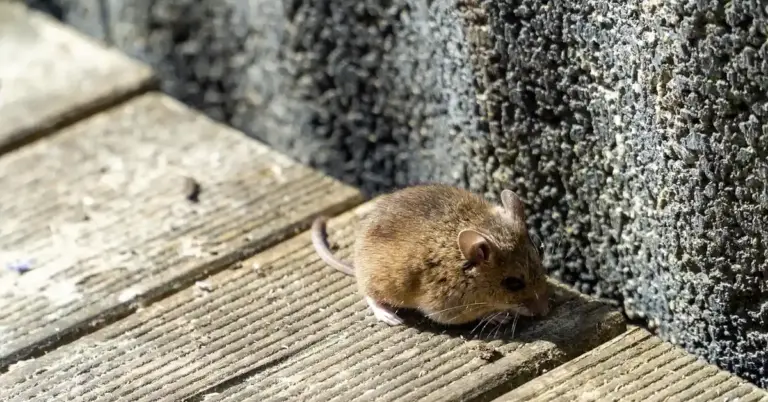 A small brown mouse on weathered wooden planks beside a rough stone wall.