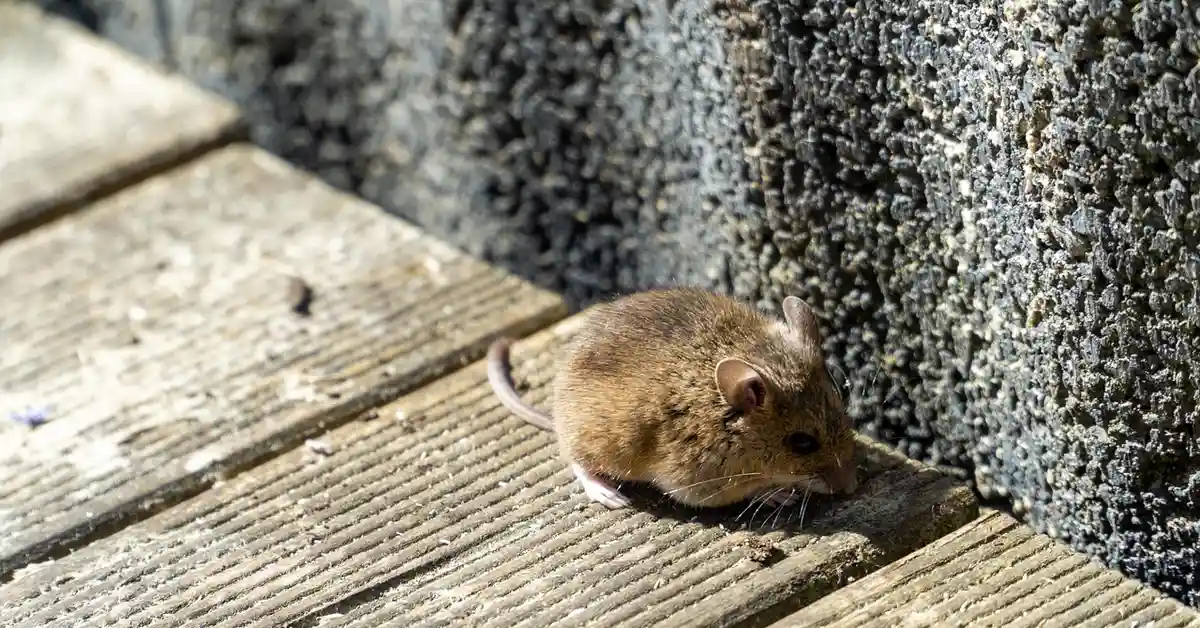 A small brown mouse on weathered wooden planks beside a rough stone wall.