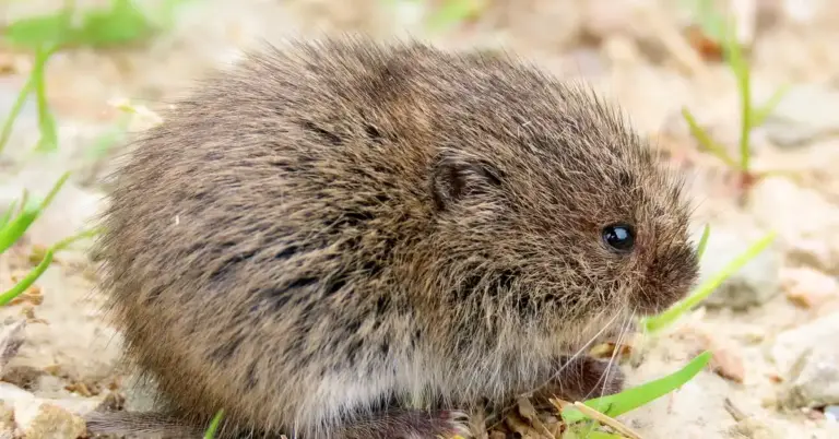 Close-up of a small, fluffy rodent (mouse/hamster) on rocky ground with sparse grass.
