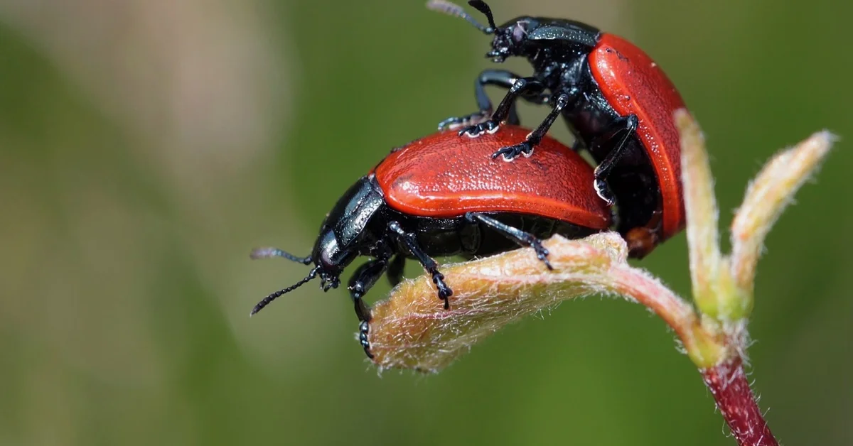 Two red and black beetles mating on a fuzzy plant bud