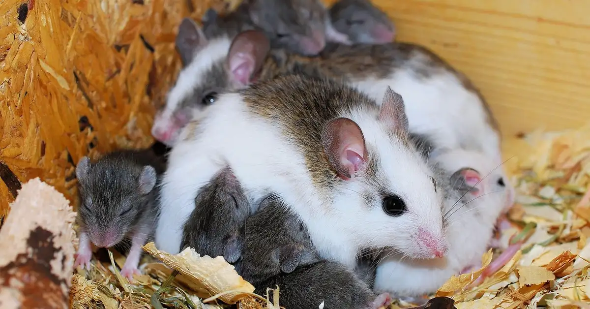 Close-up of a cluster of small mice nestled in wood shavings inside a wooden enclosure.