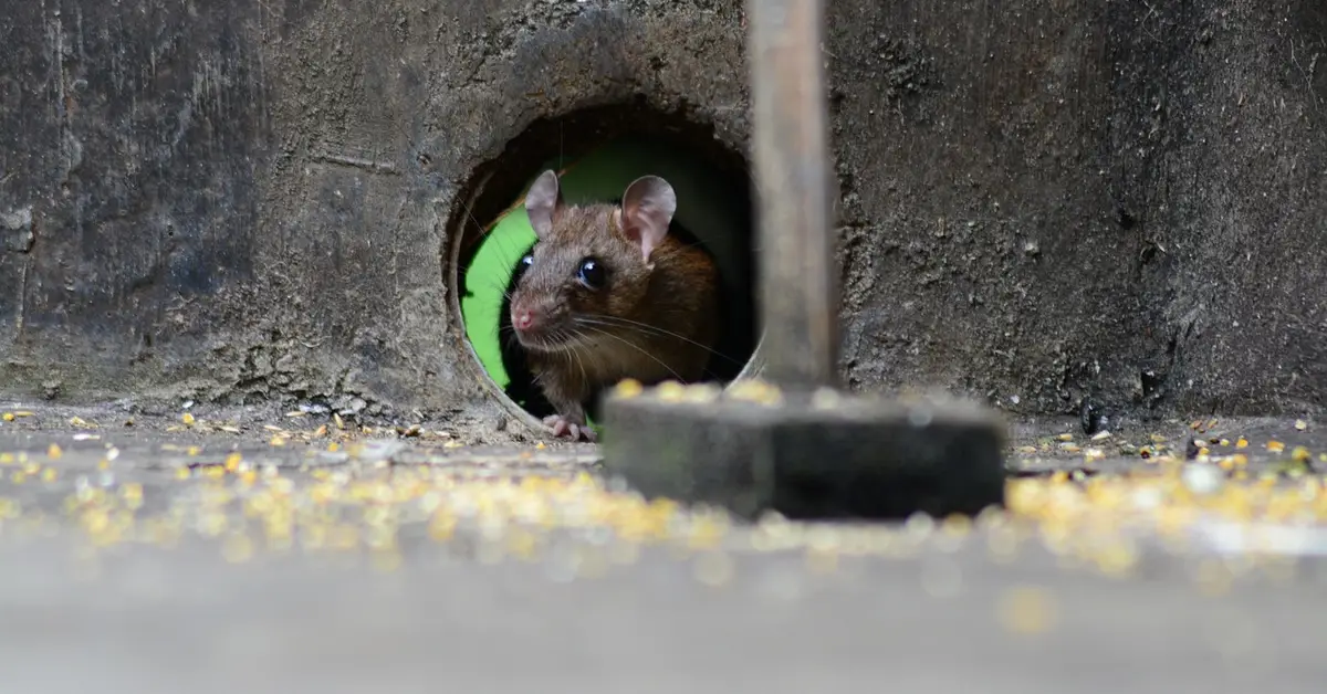 A curious mouse peeks out from a circular hole in a concrete wall near a grill leg.