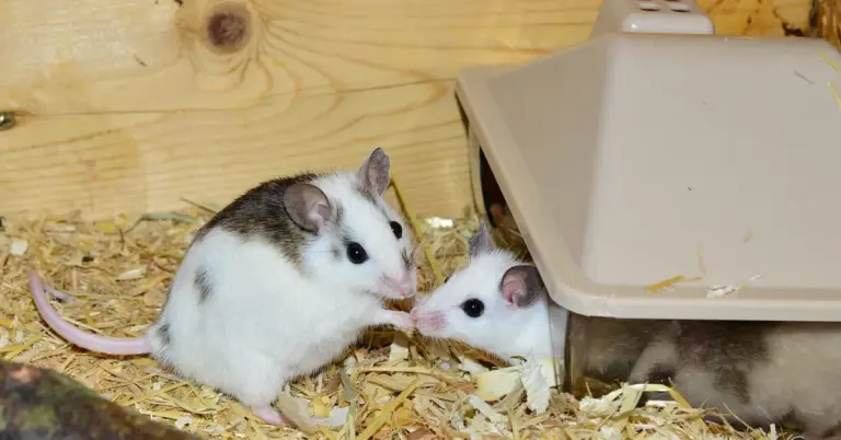 Two small pet mice with white fur and gray patches on wood shavings, near a beige plastic shelter inside a cage.