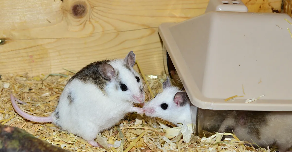 Two small pet mice with white fur and gray patches on wood shavings, near a beige plastic shelter inside a cage.