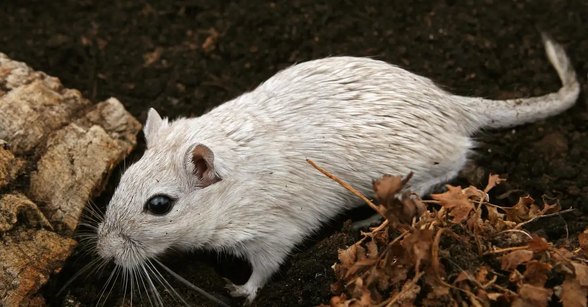 A light gray mouse on dark soil beside dried leaves, sniffing ahead as it explores a garden bed.