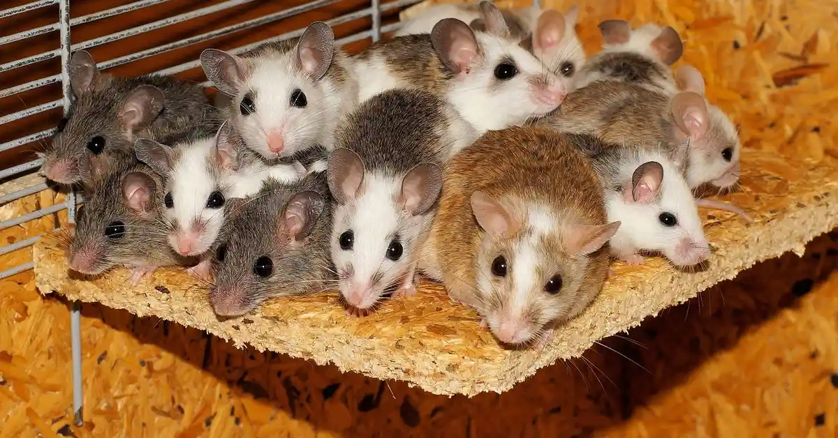 Several mice huddled closely on a wooden platform inside a cage, illustrating close social bonds.