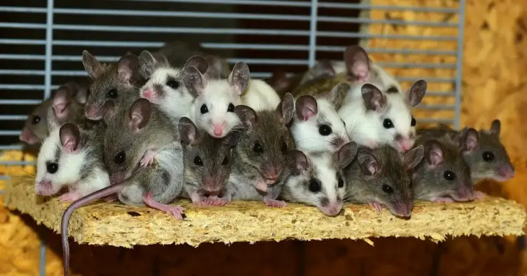 Group of small mice crowded on a wooden perch inside a cage.