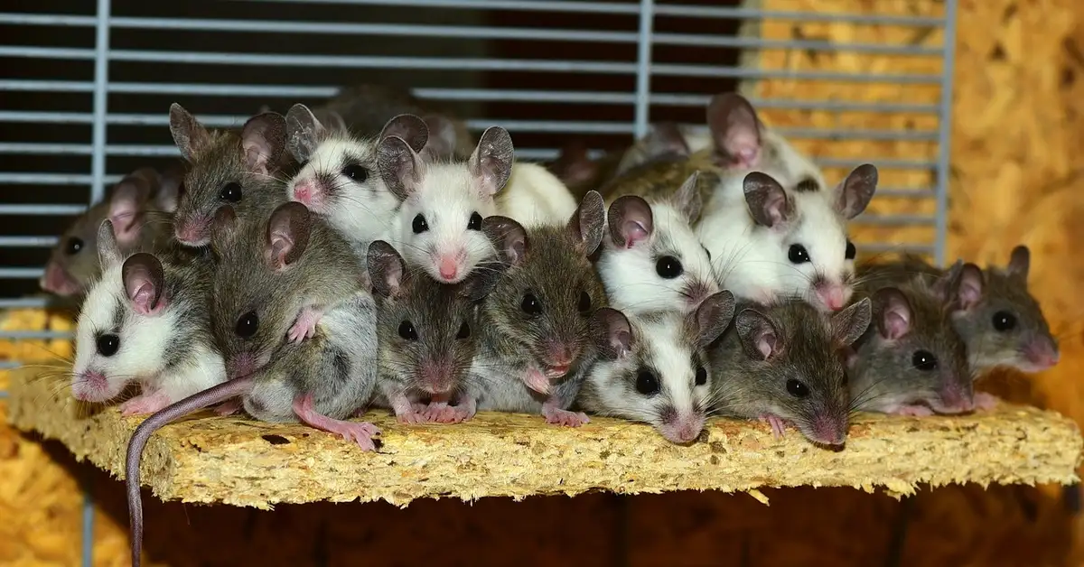 Group of small mice crowded on a wooden perch inside a cage.