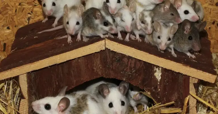 Group of small pet mice gathered on and around a wooden nesting house.