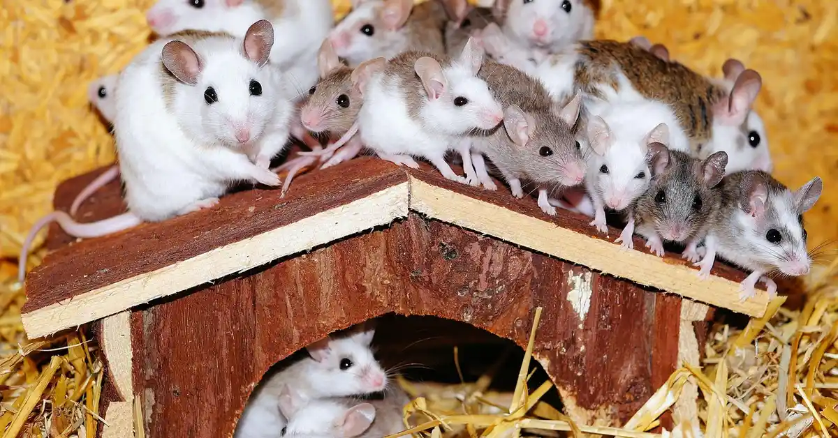 A group of small white and gray mice crowding on top of a wooden mouse house with straw bedding.