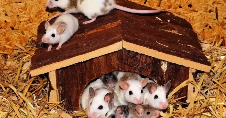 Several small mice, white and gray, gathered inside and around a wooden nesting box on straw bedding.