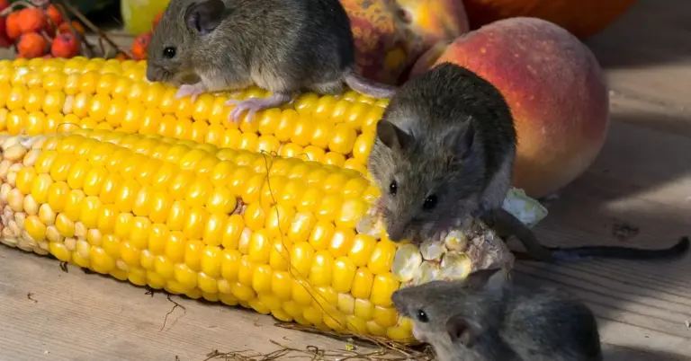 Three field mice nibble on a bright yellow corn cob and nearby fruit on a wooden outdoor surface.