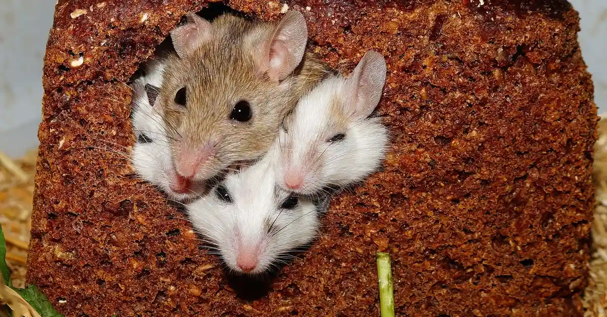 A group of mice peeking out from their nest.