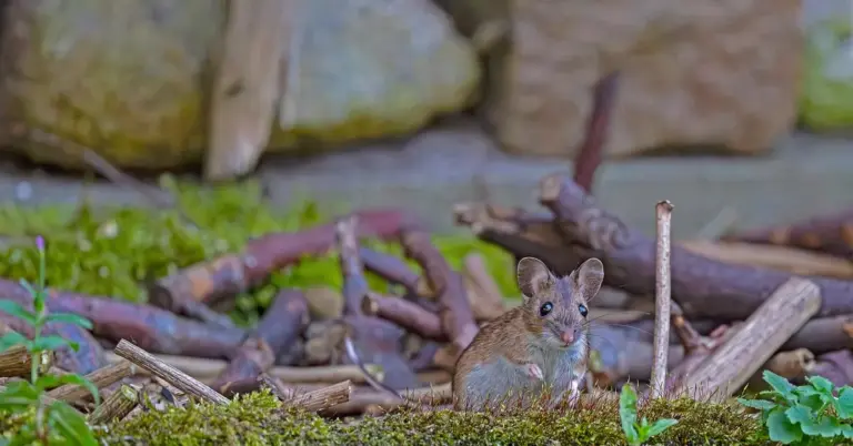 A small brown mouse sitting on moss among twigs in a natural habitat