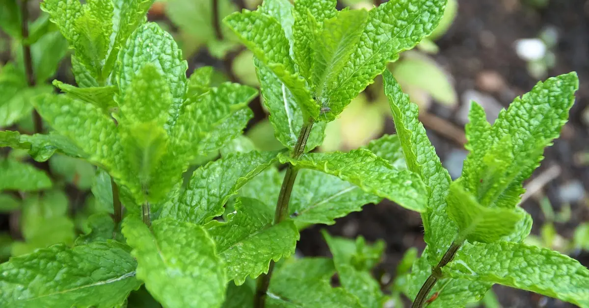Close-up of bright green mint leaves in a garden