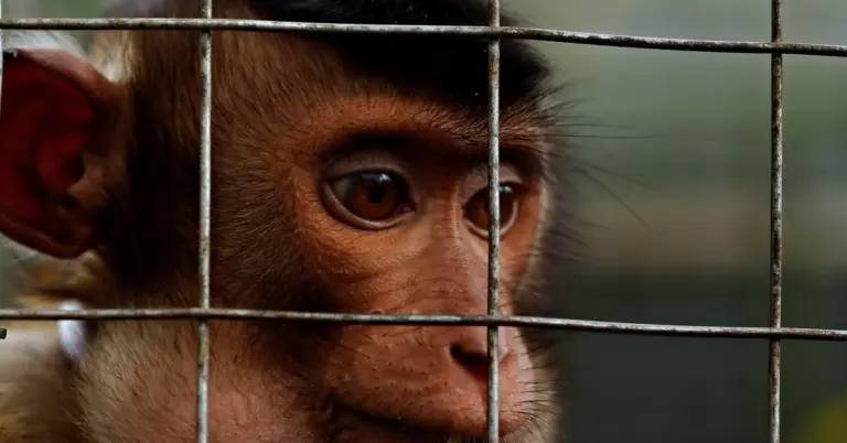Close-up of a monkey's face visible through vertical metal bars of a cage