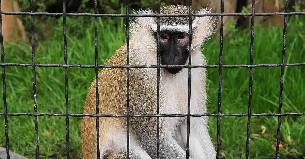 A primate behind a metal cage looking straight at the camera, with green grass in the background.
