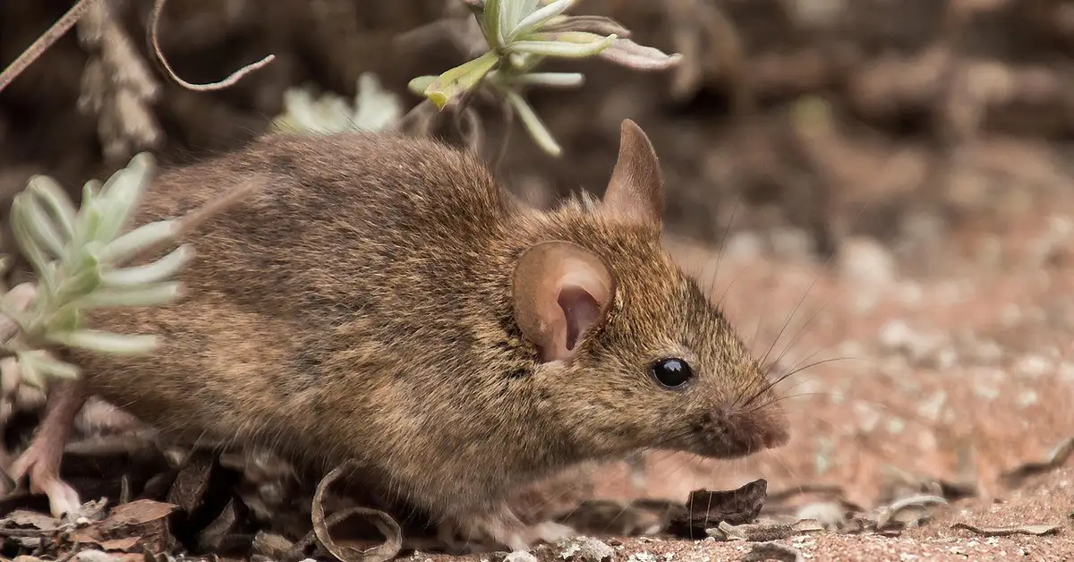 Brown field mouse on rocky ground with sparse vegetation, looking to the right.