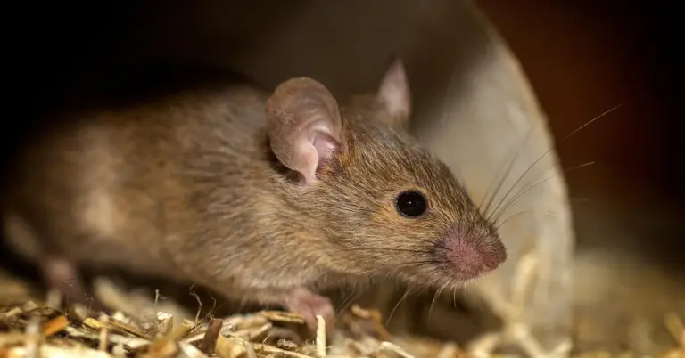 Close-up of a small brown mouse nestled in its bedding, showing its whiskers and ears.