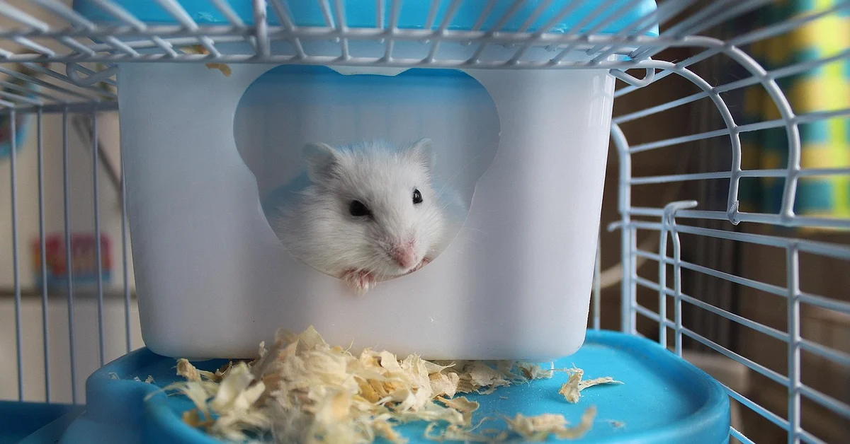White hamster peeking from a circular opening in a white plastic module inside a blue-bin cage, with bedding visible on the blue tray below.