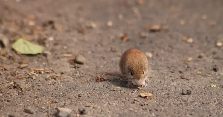 A small brown mouse on a dirt path, facing the camera
