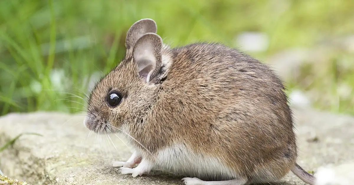 Close-up side view of a brown mouse on a stone surface with a green blurred background