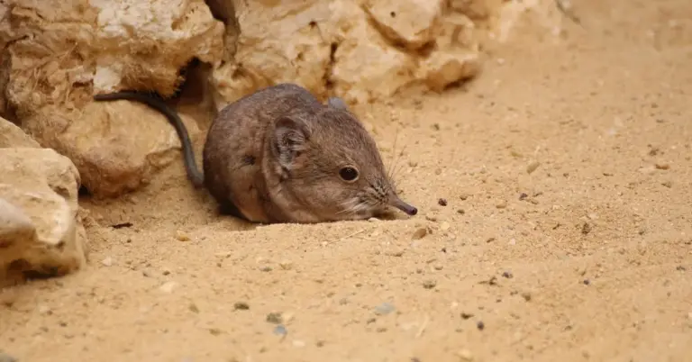 A small brown mouse sits on sandy ground near rocks, looking forward.