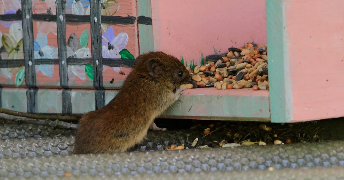 Brown mouse sniffing spilled seeds beside a pink and green storage cabinet.