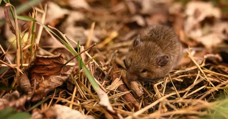 A small brown mouse on a bed of dry leaves and straw in a natural outdoor setting.