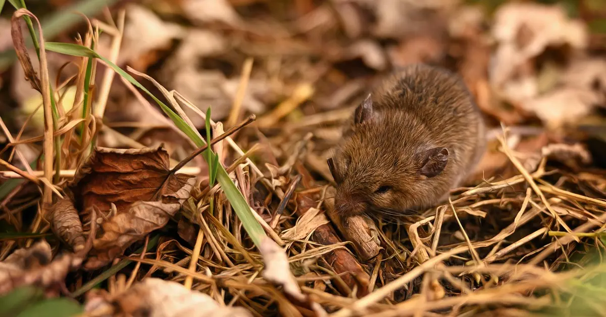 A small brown mouse on a bed of dry leaves and straw in a natural outdoor setting.