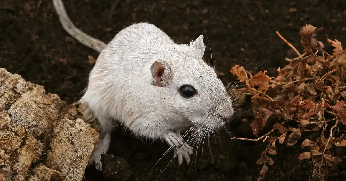 A small light-gray mouse on soil beside a cluster of dried leaves, looking alert.