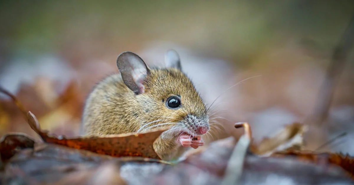 A close-up of a mouse sitting among leaves, showcasing its features.