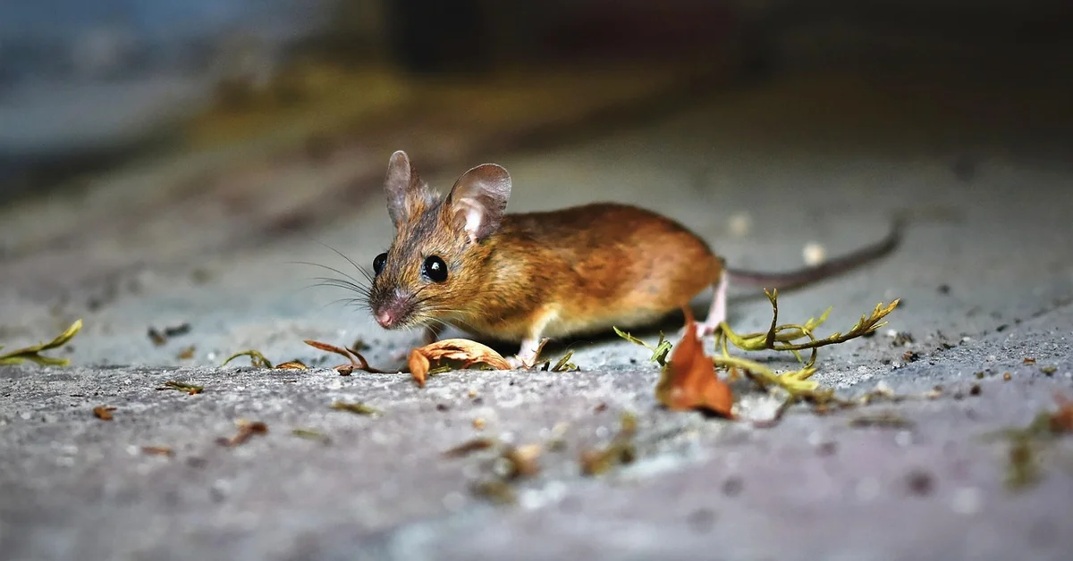 A small brown mouse on a concrete surface, a common mammalian model organism used in biomedical research.