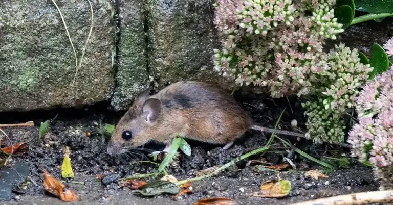 A small brown mouse on the soil near a stone wall and pink flowering shrubs.