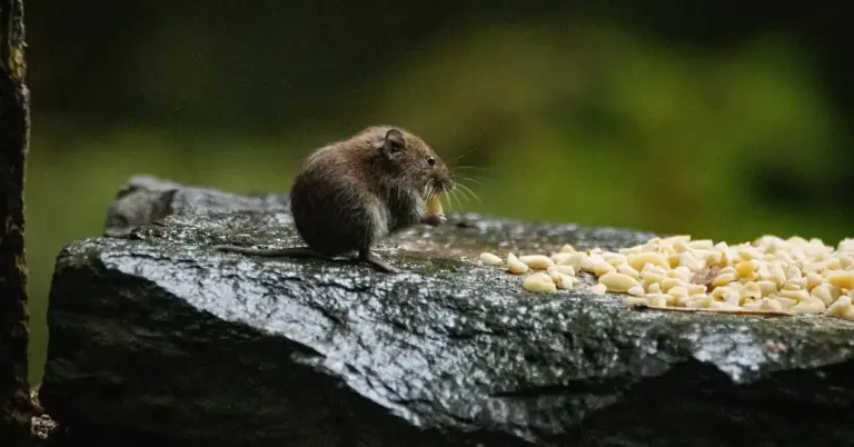 A small brown mouse on a flat rock, holding a seed in its mouth beside a pile of seeds