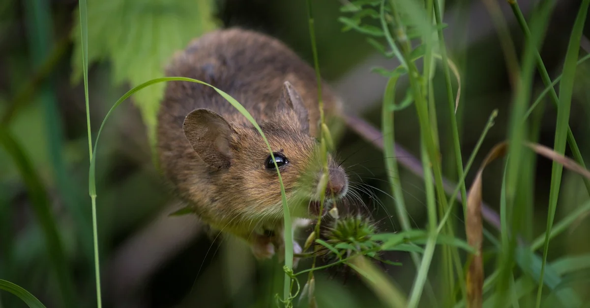 Close-up of a small brown mouse in tall green grass, looking toward the camera.