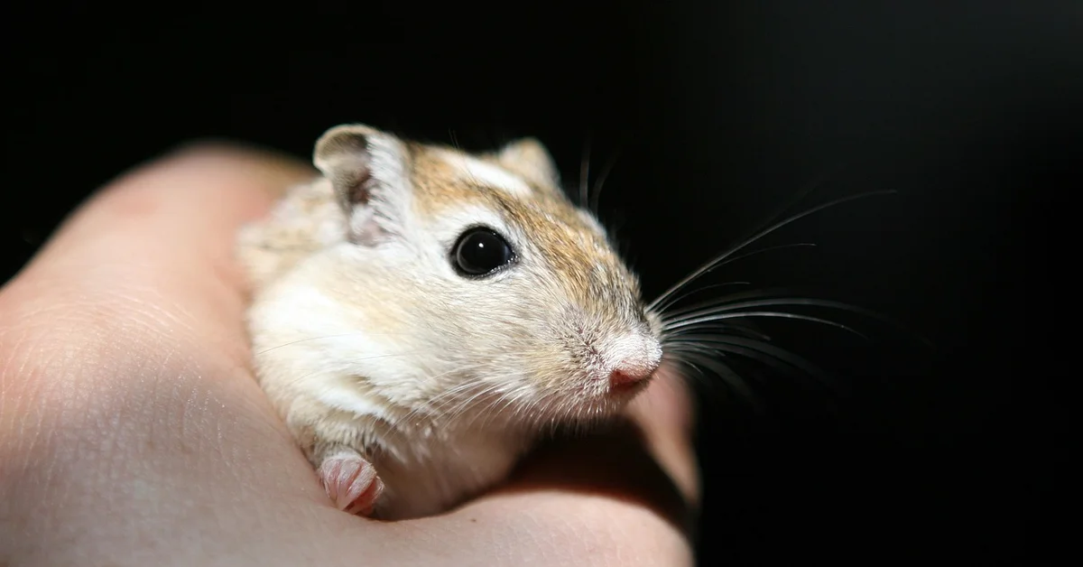 Close-up of a small brown and white mouse being gently held in a human hand.