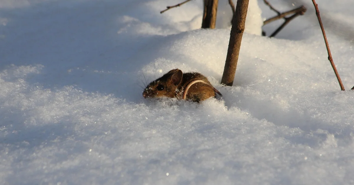 Brown field mouse partially buried in snow near a few plant stems, with a wintry backdrop.