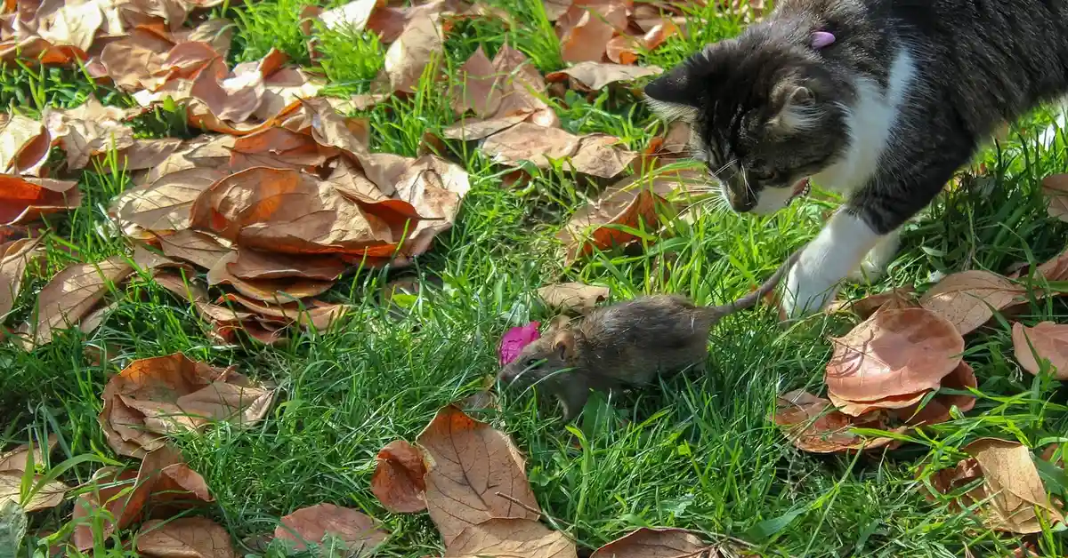 A cat approaches a small mouse in a grassy yard sprinkled with fallen brown leaves.