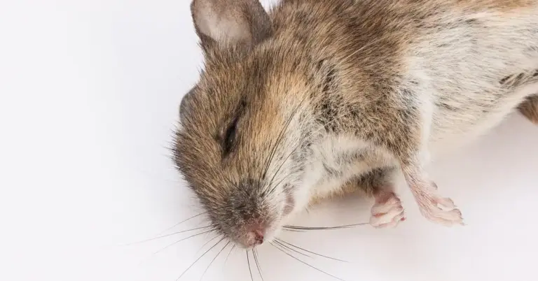 A small brown mouse lying on a white surface, appearing still.