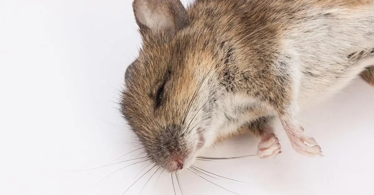 A small brown mouse lying on a white surface, appearing still.